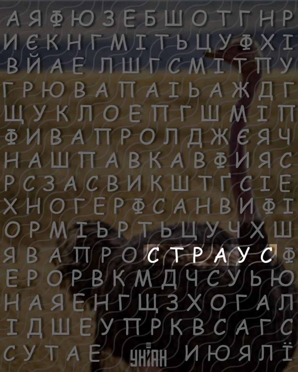 Tik aukštą intelekto koeficientą turintys žmonės per 10 sekundžių suras žodį „strutis“: sudėtingas galvosūkis