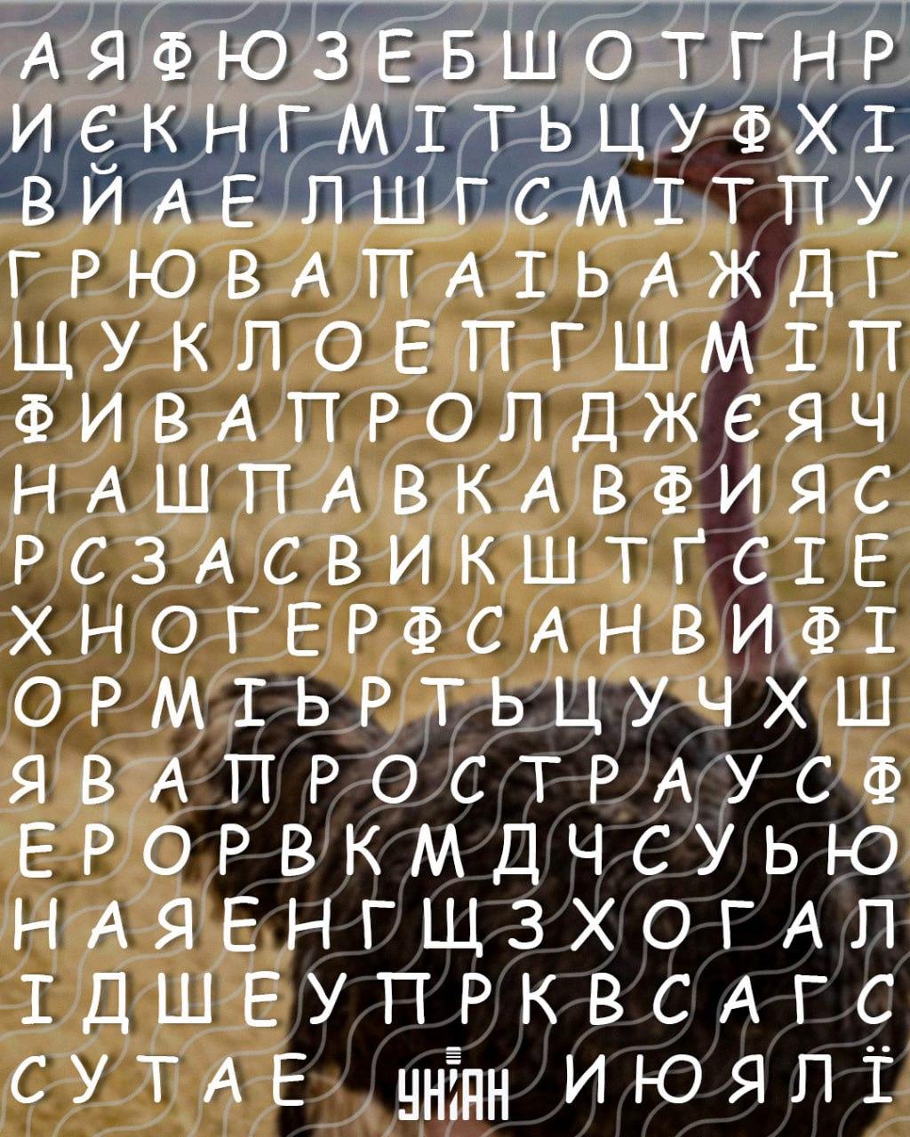 Tik aukštą intelekto koeficientą turintys žmonės per 10 sekundžių suras žodį „strutis“: sudėtingas galvosūkis