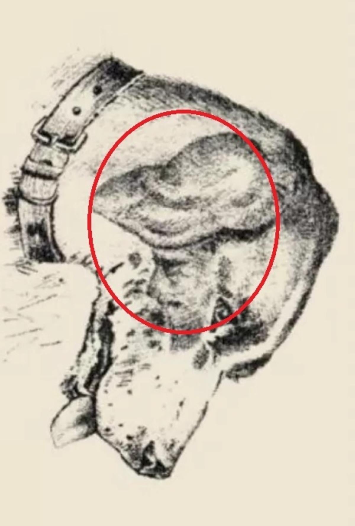 Ant šuns ausies buvo žmogaus veidas / piešinys safalta.com