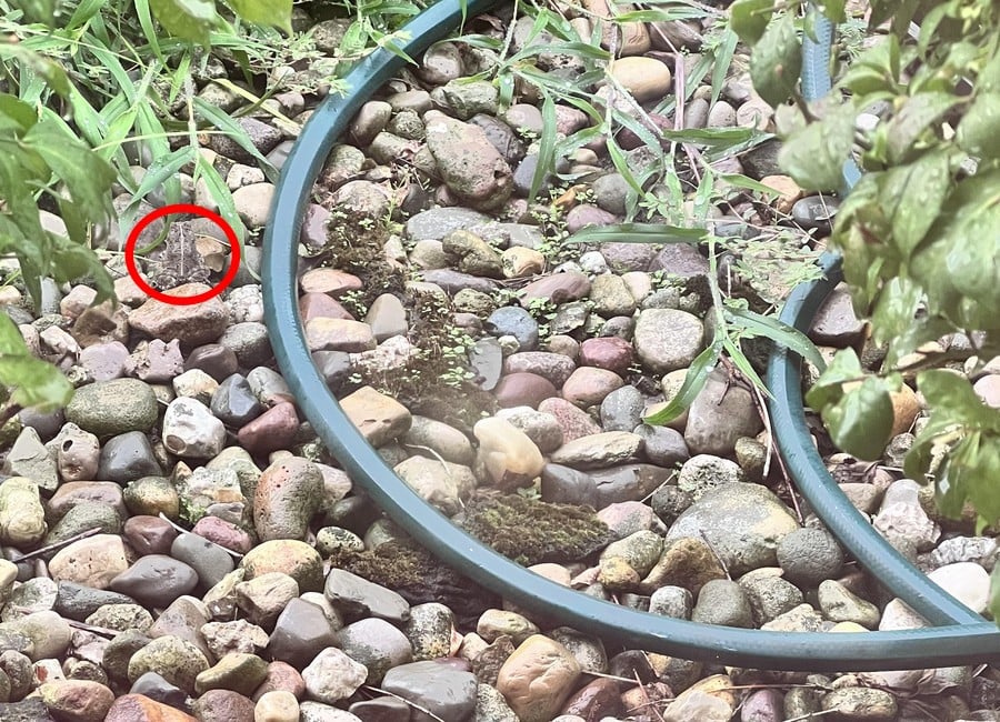 Optinės iliuzijos sprendimas