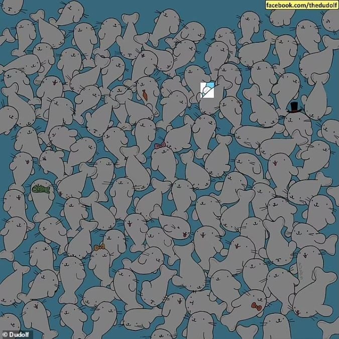 Dėlionė žmonėms, turintiems gerą regėjimą: raskite zefyrą tarp ruonių per 11 sekundžių