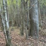 Rebusas turintiems puikų regėjimą: elnią reikia rasti per 5 sekundes Rebusas turintiems puikų regėjimą: elnią reikia rasti per 5 sekundes