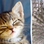 Visi mato povą, o tik aukšto intelekto koeficiento žmonės ras kačiuką per 10 sekundžių: keista iliuzija Visi mato povą, o tik aukšto intelekto koeficiento žmonės ras